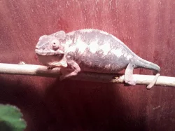 Chameleon pardalí